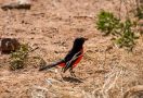 Crimson-Breasted Shrike, South Africa 25th of August 2019 Photo: Carl Bohn