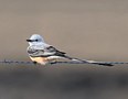 Sakshalet Kongetyran, Sakshalet Kongetyran - (Tyrannus forficatus) - Scissor-tailed Flycatcher- male, USA 18. april 2019 Foto: Eva Foss Henriksen