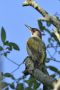 European Green Woodpecker, han, Sweden 18th of July 2019 Photo: John Larsen