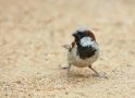 House Sparrow, House Sparrow; Passer domesticus, South Africa 29th of October 2017 Photo: Jakob Ugelvig Christiansen