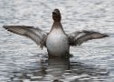 Common Pochard x Ferruginous Duck, Denmark 25th of October 2019 Photo: René Petersen