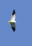 Black-winged Kite, Spain 3rd of May 2019 Photo: John Larsen