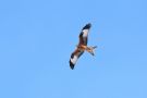 Red Kite, Sweden 3rd of March 2018 Photo: Daniel Lehmberg