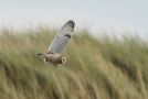 Short-eared Owl, Med mus, Denmark 3rd of November 2019 Photo: Johan Christian Homann