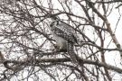 Northern Hawk-owl, Denmark 6th of November 2019 Photo: Carl Bohn