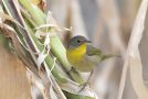 Common Yellowthroat, Azores 19th of October 2019 Photo: Marcin Solowiej