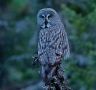 Great Grey Owl, Sweden 25th of May 2019 Photo: Gisela Nagel