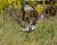 Northern Hawk-owl, Denmark 6th of November 2019 Photo: Jens Lind
