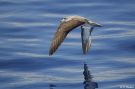 Cory's Shearwater, Portugal 14th of August 2019 Photo: Peter Halkier