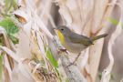 Common Yellowthroat, Azores 19th of October 2019 Photo: Marcin Solowiej