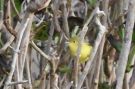 American Yellow Warbler, Azores 18th of October 2019 Photo: Marcin Solowiej