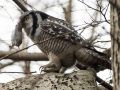 Northern Hawk-owl, Med mus, Denmark 17th of November 2019 Photo: René Petersen