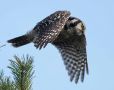 Northern Hawk-owl, Denmark 17th of November 2019 Photo: René Petersen