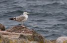 Caspian Gull, 3cy, Denmark 30th of May 2019 Photo: Anders Odd Wulff Nielsen