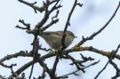 Hume's Leaf Warbler, Denmark 27th of November 2019 Photo: Keith Fox