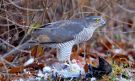 Eurasian Sparrowhawk, Denmark 7th of December 2019 Photo: Morten Scheller Jensen
