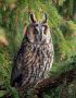 Long-eared Owl, Denmark 19th of January 2019 Photo: Leif Bolding