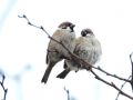 Eurasian Tree Sparrow, Denmark 17th of November 2019 Photo: Martin Rheinheimer