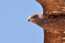 Greater Spotted Eagle, Kuwait 24th of December 2019 Photo: Bjørn Frikke