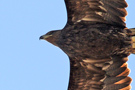 Greater Spotted Eagle, Kuwait 26th of December 2019 Photo: Bjørn Frikke
