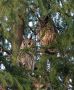 Long-eared Owl, Denmark 31st of December 2019 Photo: Erik Biering