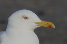 Caspian Gull, With very light eyes, Denmark 19th of December 2019 Photo: Bjørn Frikke