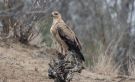 Tawny Eagle, South Africa 31st of October 2018 Photo: Carl Bohn