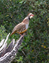 Red-legged Partridge, Spillende fugl, Portugal 28th of April 2019 Photo: Allan Kjær Villesen