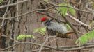 Cardinal Woodpecker (Dendropicos fuscescens), South Africa 1st of November 2019 Photo: Michael Frank Nielsen