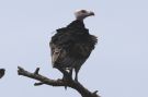 White-headed Vulture (Trigonoceps occipitalis), Uganda 15. november 2019 Foto: Thomas Garm Pedersen