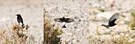 Mourning Wheatear, dokufoto - Basalt   ssp warriae, Israel 31st of December 2020 Photo: Eva Foss Henriksen