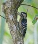 Gråisset Flagspætte (Dendrocopos canicapillus) Grey-capped Pygmy Woodpecker, Nepal 8. december 2019 Foto: Paul Patrick Cullen