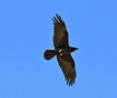Brown-necked Raven, Israel 29th of December 2019 Photo: Eva Foss Henriksen