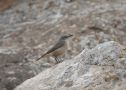 Red-tailed Wheatear, Israel 30th of March 2019 Photo: Henrik Laust Bøhmer