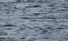 Long-tailed Duck, Indlandsobs., Denmark 3rd of January 2020 Photo: Tonny Ravn Kristiansen