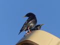 Spotless Starling, Morocco 27th of January 2020 Photo: Paul Nilsson
