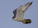 Peregrine Falcon, Denmark 27th of January 2020 Photo: Niels Birkedal Thomsen