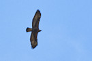 Golden Eagle, Denmark 19th of February 2020 Photo: Lars Gabrielsen