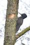 Black Woodpecker, hun, Denmark 24th of February 2020 Photo: John Larsen