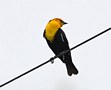 Yellow-headed Blackbird, male, USA 24th of April 2019 Photo: Eva Foss Henriksen