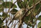 Eastern Olivaceous Warbler, Kuwait 15th of November 2019 Photo: Paul Nilsson