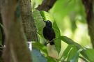 Zeledon's-Antbird, Costa Rica 12. marts 2019 Foto: Carl Bohn