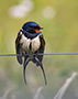 Barn Swallow, En duft af forår, Denmark 14th of May 2019 Photo: Allan Kjær Villesen