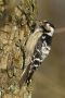 Lesser Spotted Woodpecker, hun, Denmark 14th of March 2020 Photo: John Larsen