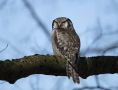 Northern Hawk-owl, Denmark 14th of March 2020 Photo: Klaus Dichmann