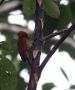 Cinnamon Woodpecker (Celeus loricatus), ssp. mentalis, Panama 31. december 2019 Foto: Klaus Malling Olsen