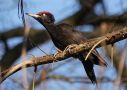 Black Woodpecker, Denmark 25th of March 2020 Photo: Erik Biering