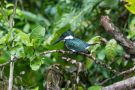 Amazon Kingfisher, Costa Rica 29th of January 2020 Photo: Carl Bohn