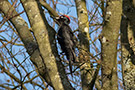 Black Woodpecker, Male. Hopper til ny position., Denmark 25th of March 2020 Photo: Allan Kjær Villesen