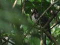Pheasant Cuckoo (Dromococcyx phasianellus), Panama 2. januar 2020 Foto: Klaus Malling Olsen